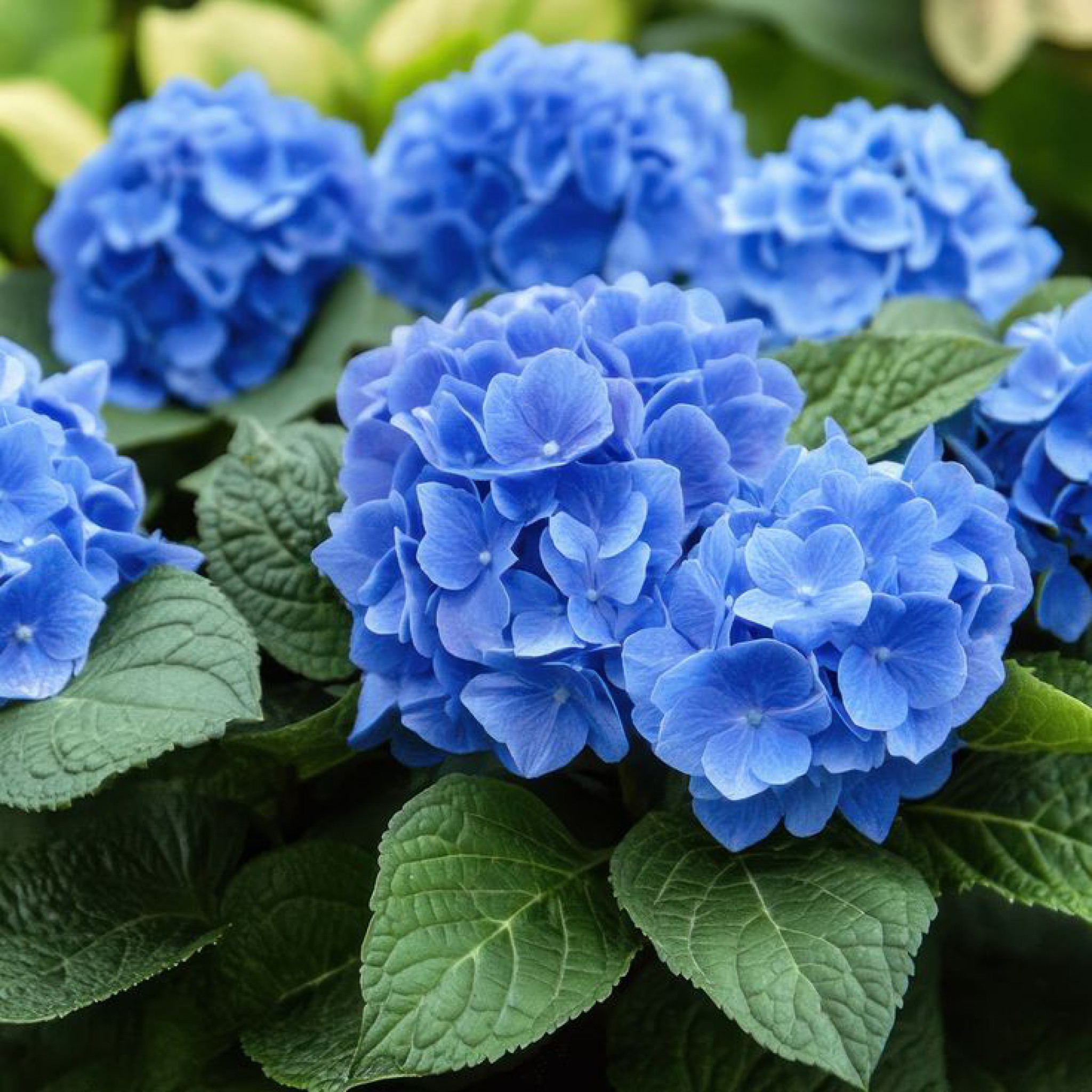 Hydrangea Dream bouquet (HF-ID#0002)
