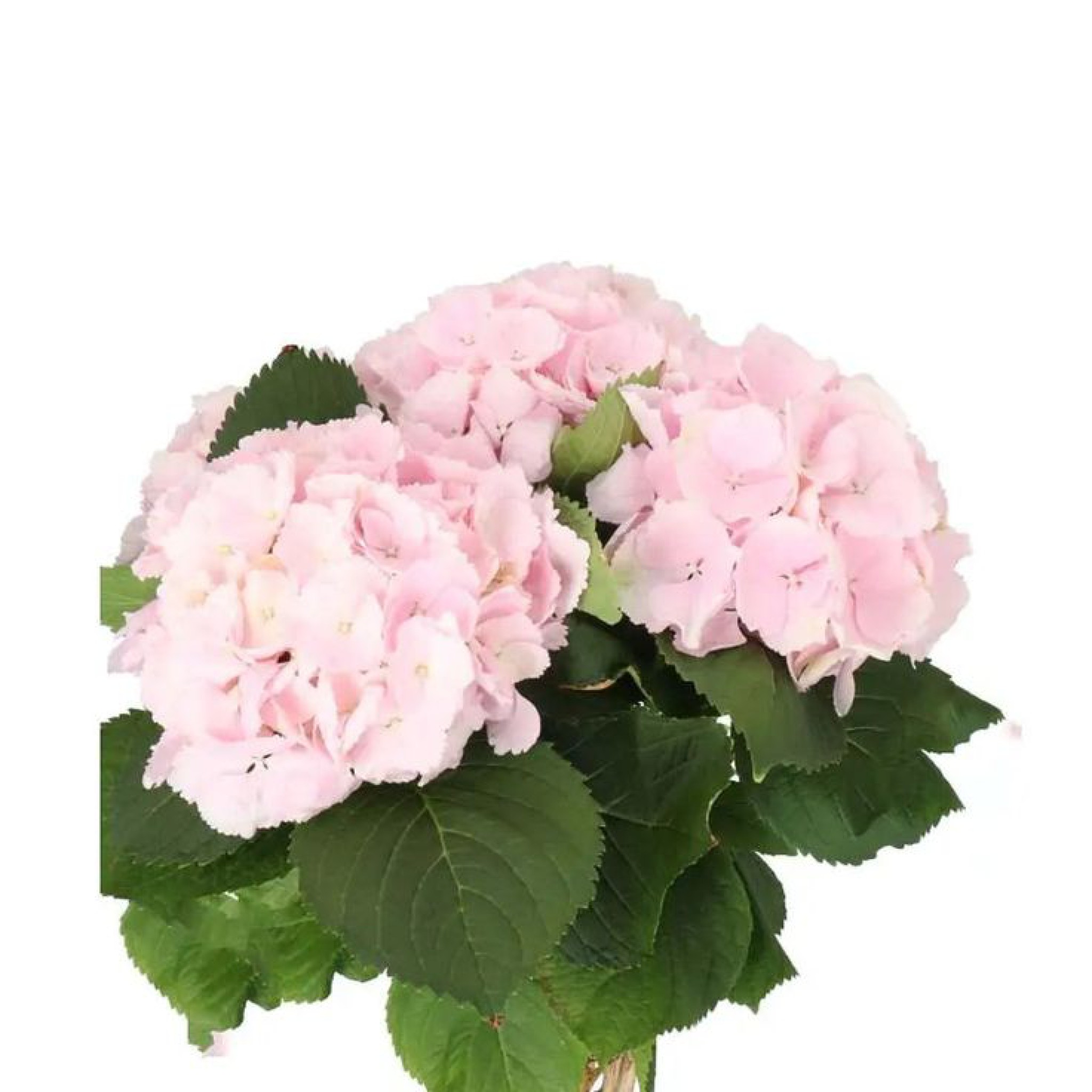 Pastel Hydrangea Flowers (HF-ID#0003)